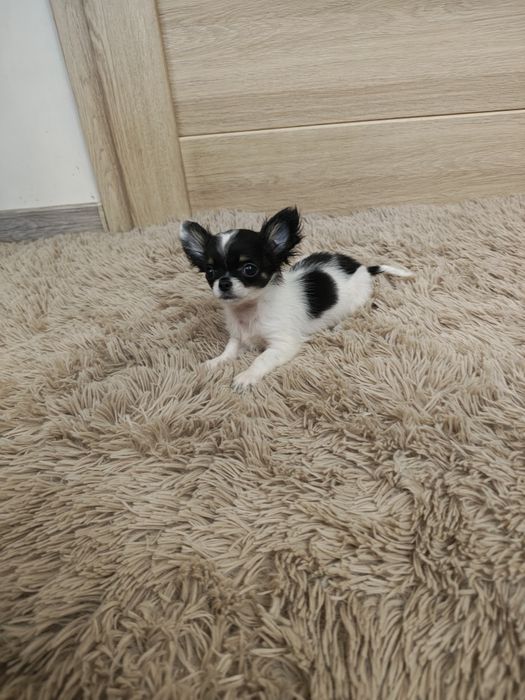 Chihuahua piesek