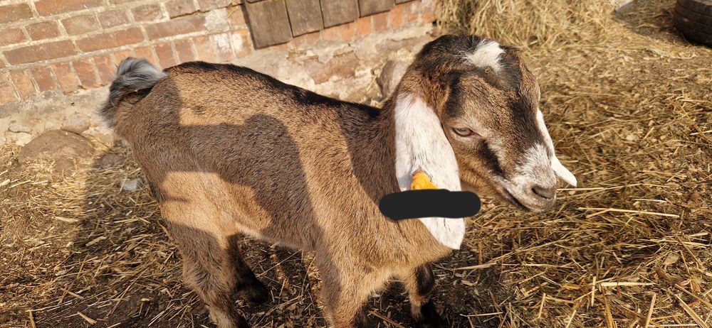 Koziołek anglonubijski
