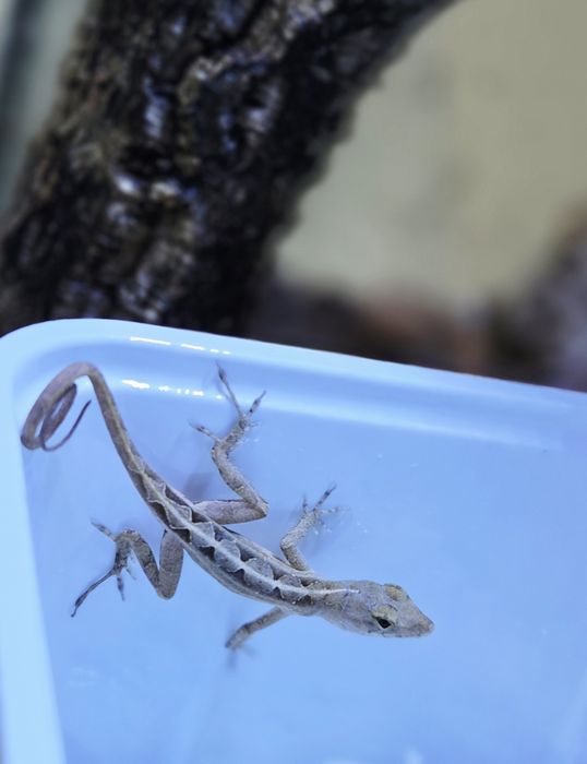 anolisy sagrei (anolis brunatny)