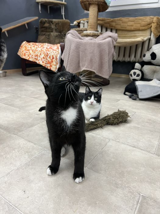 Kokosanka 9 miesieczna kotka