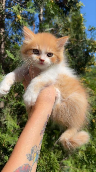 Котик від персидської кішечки