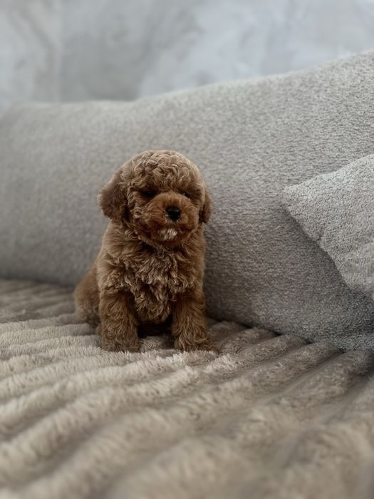 Китай хлопчик тип тедді той пудель мальтипу ф2 ред браун