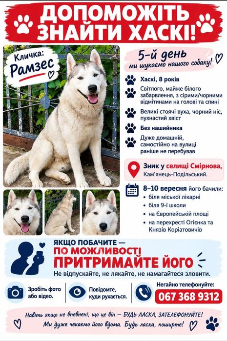 Шукаю собаку, хаскі світлого кольору Рамзес, дорослий, домашній, не може повернутися додому. Допоможіть!