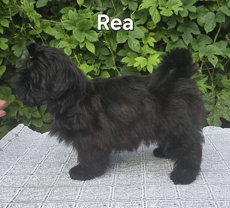 Sunia Shih tzu ZKWP