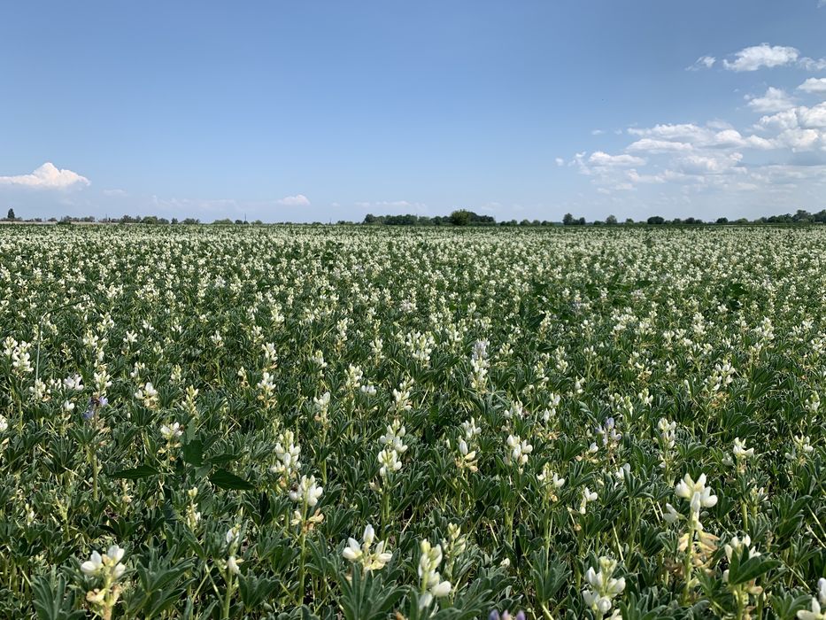 Земля 38 ГА. Зрошення! 15 км від Черкас. Приватна Власність.