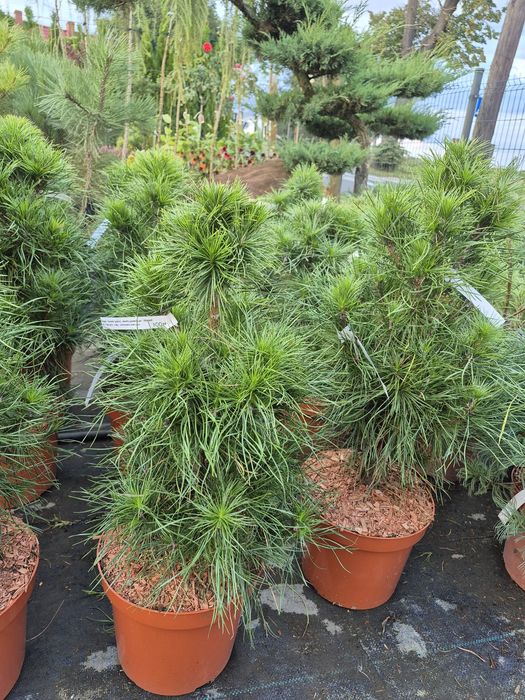 Iglaki miniaturowe , iglaki szczepione na pniu.