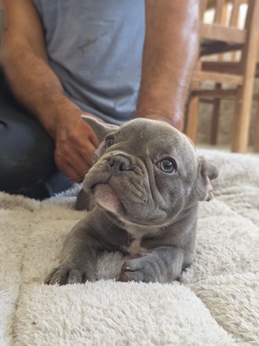 Buldog frances azul