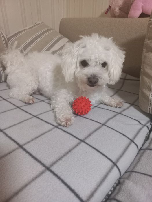 Вязка мальтезе, хлопчик