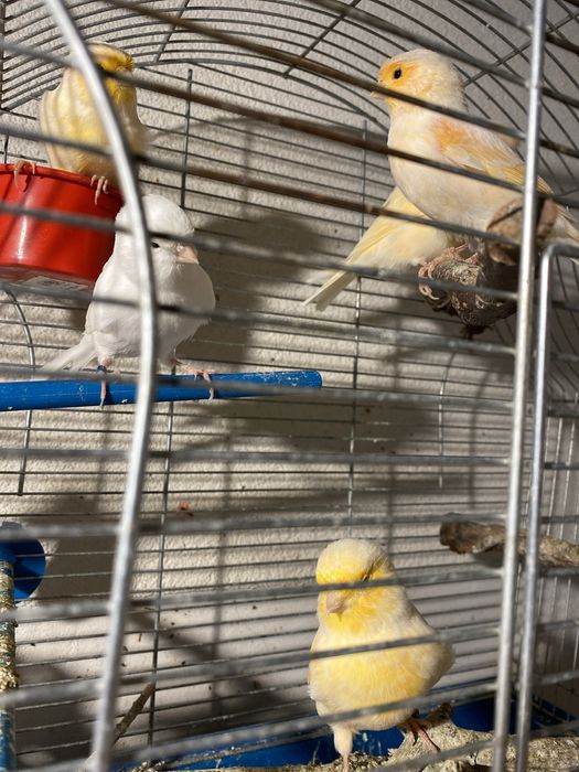 Kanarki - zolte - samice - ostatnia zolta