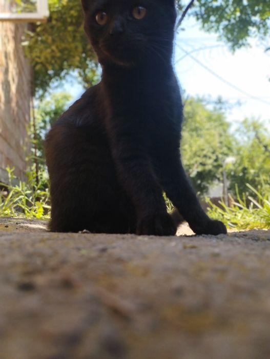 Кошенятко дівчатка