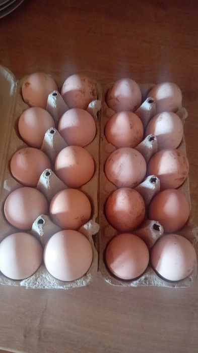 Jajka wiejskie od młodych kur 17zł za kilogram