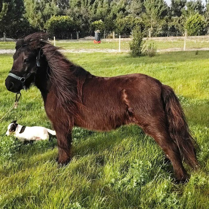 Pónei fêmea muito bonita