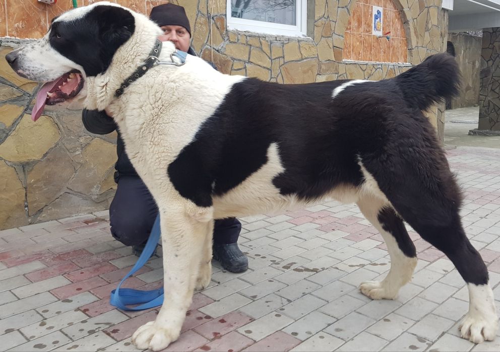 САВ (САО) алабай середньоазіатська вівчарка