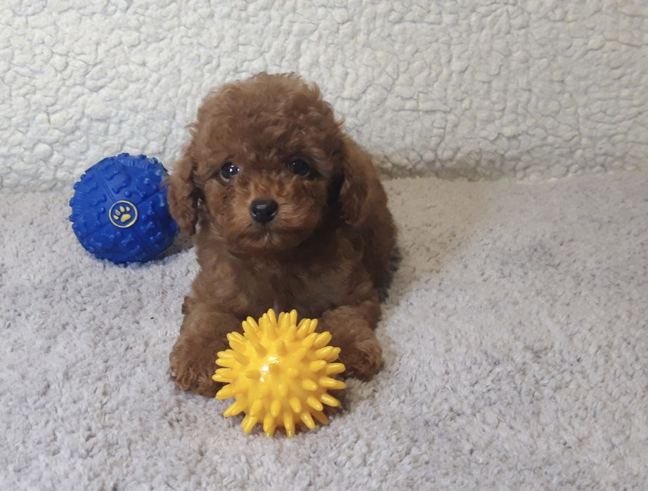 Той пудель рэдбраун готов жениться