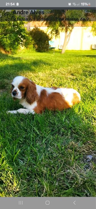 Cavalier King Charles