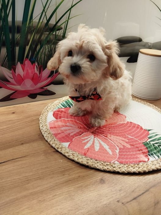 Suczka Maltipoo f1 z Rodowodem