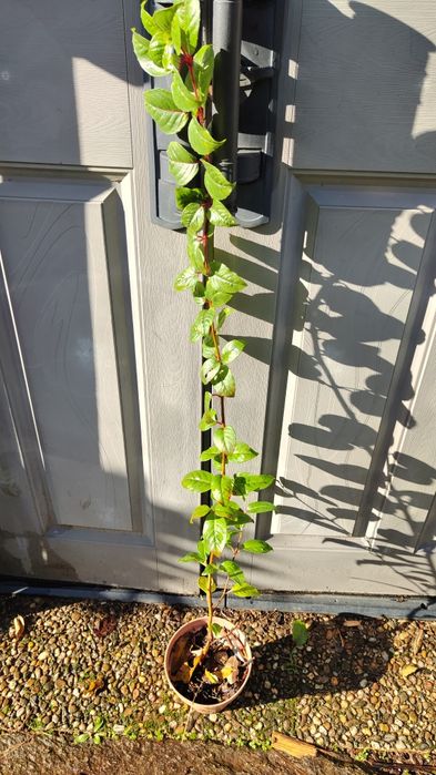 Fúcsia Royal ( Brinco de Princesa comestível)