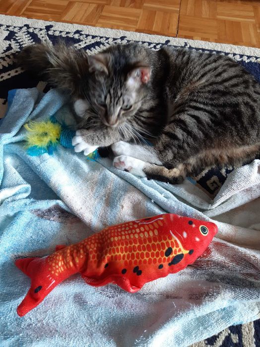 zoopsycholog behawiorysta koty online catsitting petsitter konsultacje