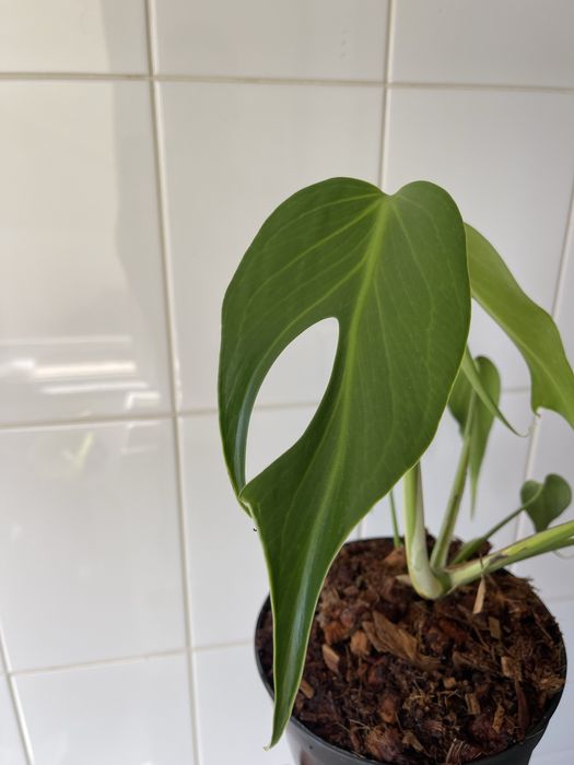 Monstera burle marx flame