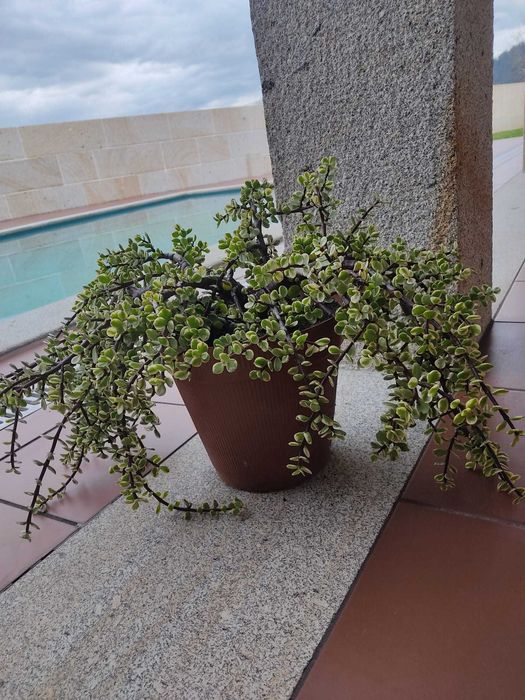 Planta Portulacaria afra forma ‘Variegata’