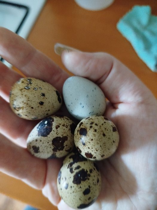 Інкубаційні яйця перепелині породи техас