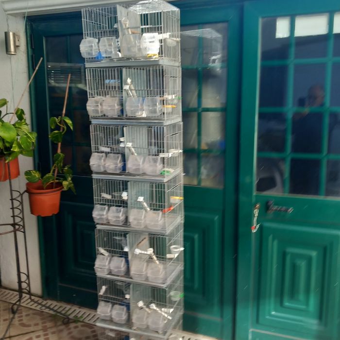 Gaiolas duplas criação