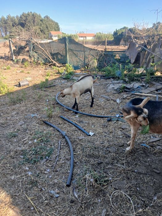 Cabrito de boa raça