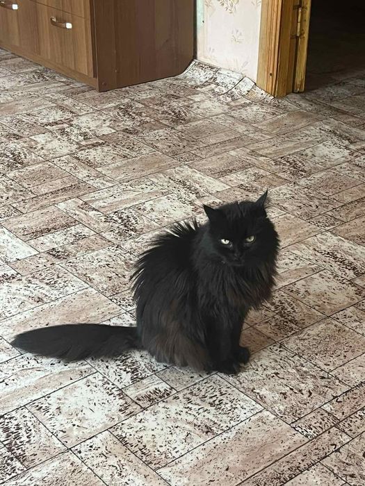 Кошечка из приюта