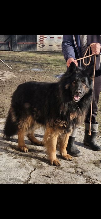 Owczarek niemiecki długowłosy