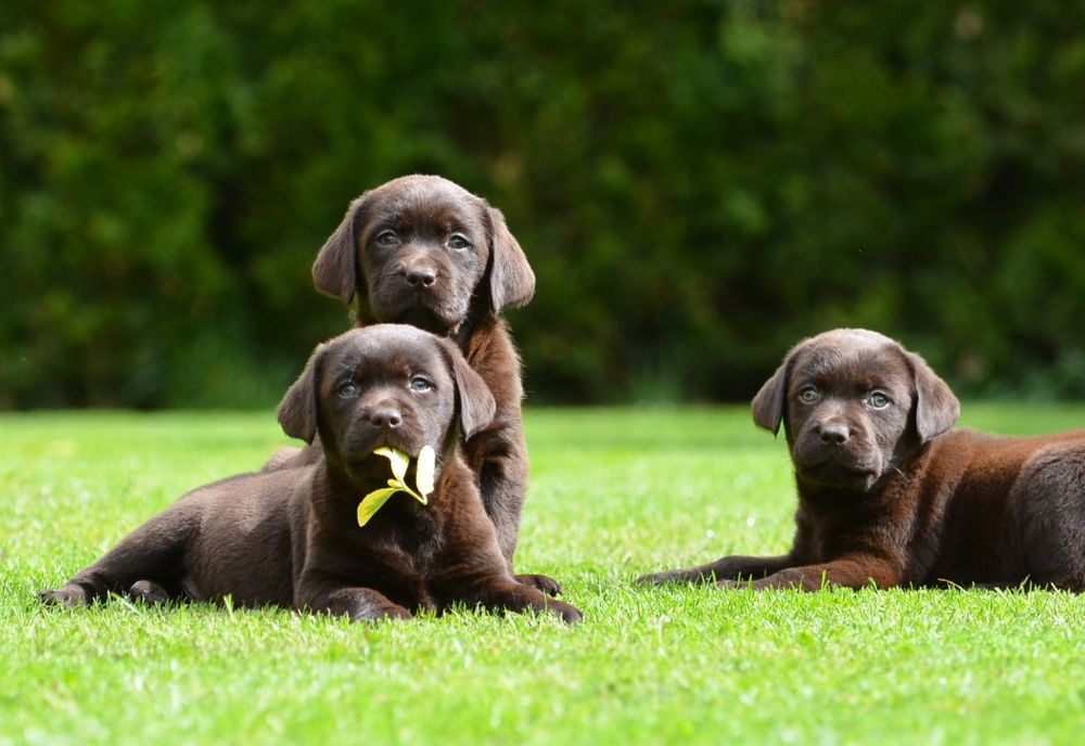 Labrador retriever FCI  SUCZKA