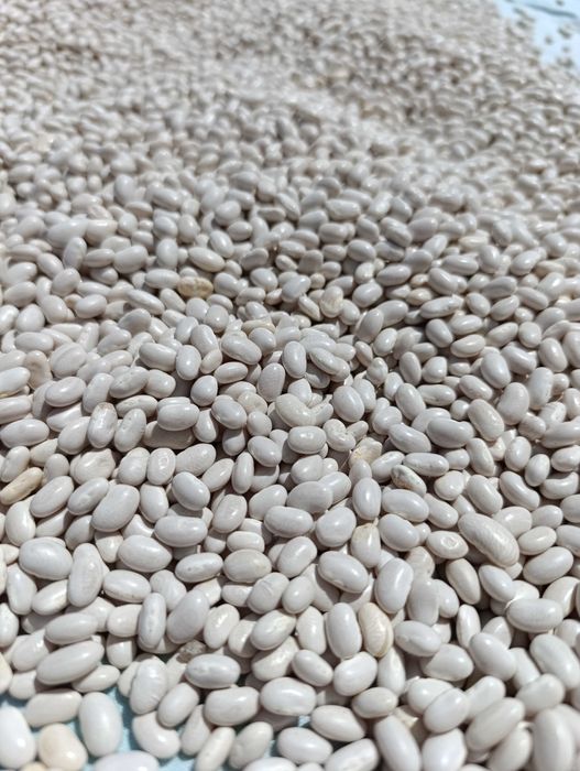 Feijão branco/ caseiro