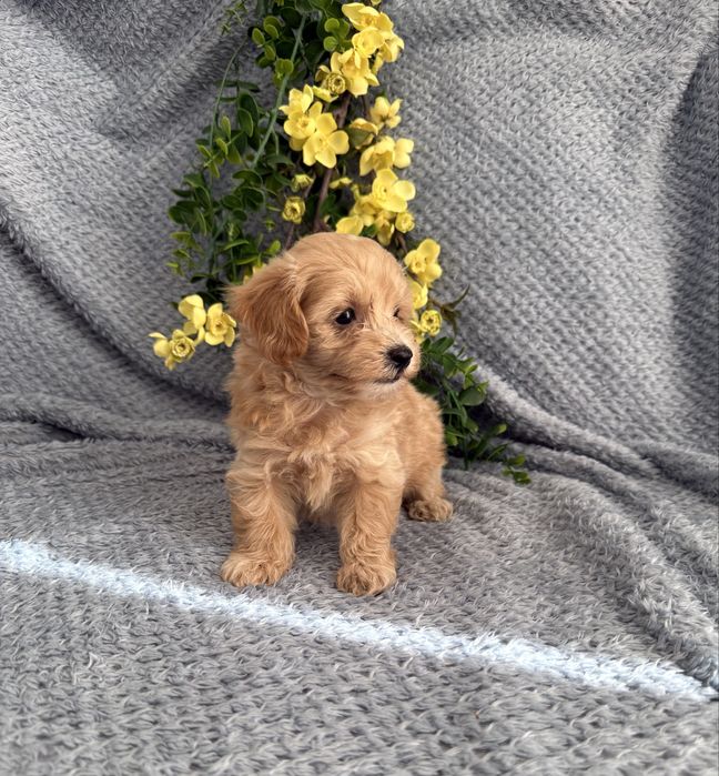 Excelente Maltipoo de Qualidade