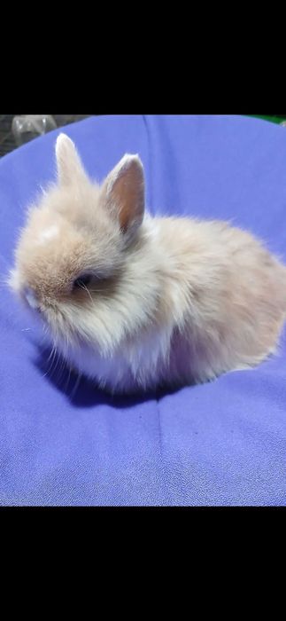 Декоративний карликовий кролик