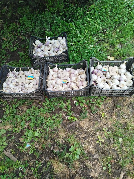 Продам часник сорту Любаша друга репродукція