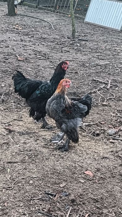 Galos Brahma Várias Mutações