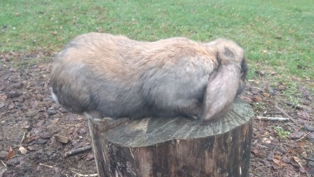 Baran francuski samce