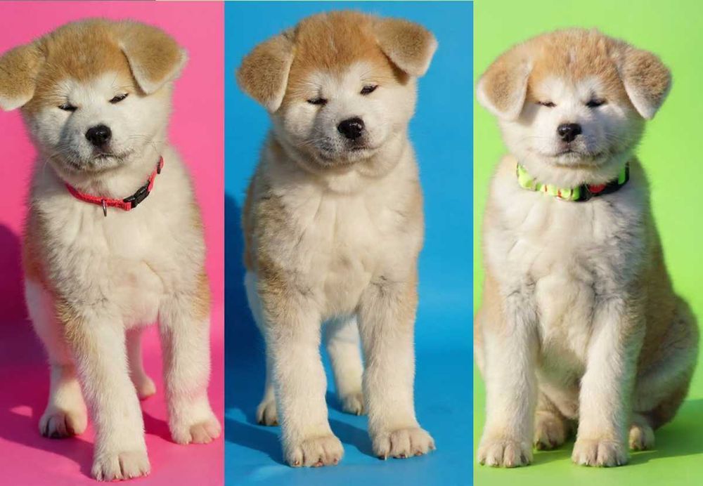 Akita japońska , śliczna czerwona dziewczynka ZKwP/FCI