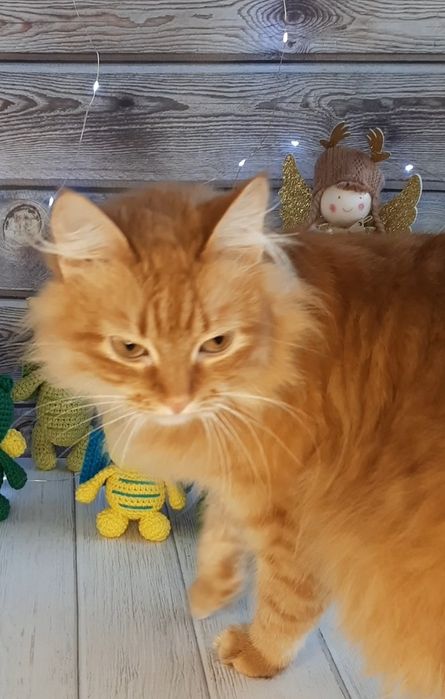 Пропала кішечка Полтава,  Браїлки.  Руда, шийка біла