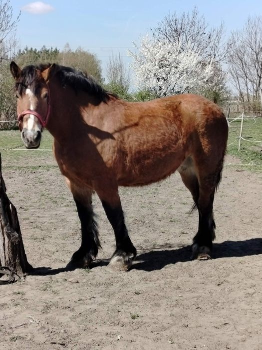 Sprzedam lub zamienię klacz z licencją