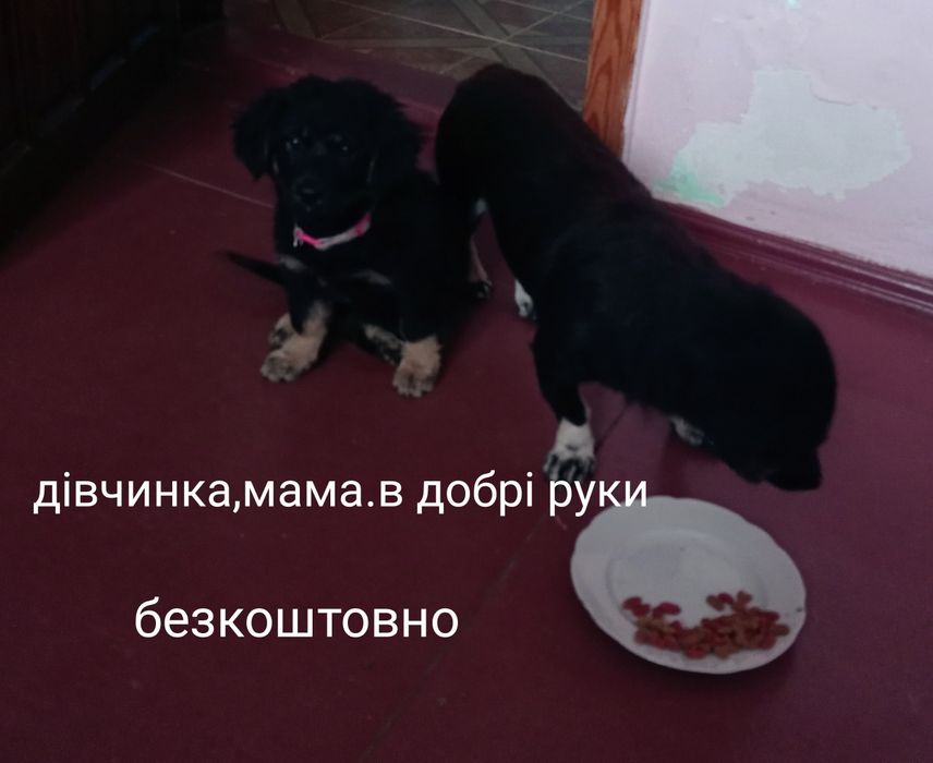 щенята безкоштовно