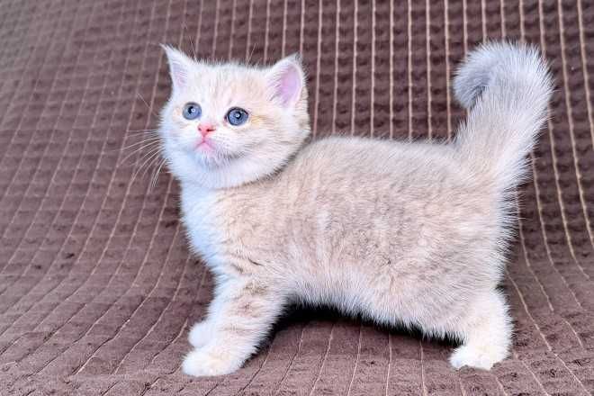 Кошенята, "шиншили", "чеширські коти" та інші