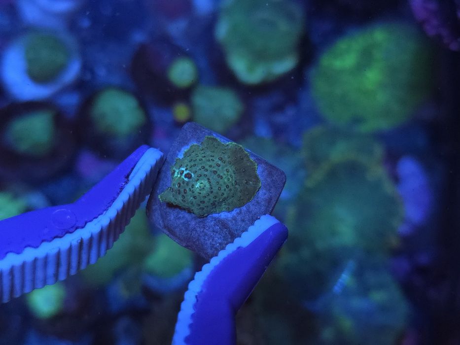 Discossomas, corais de água salgada