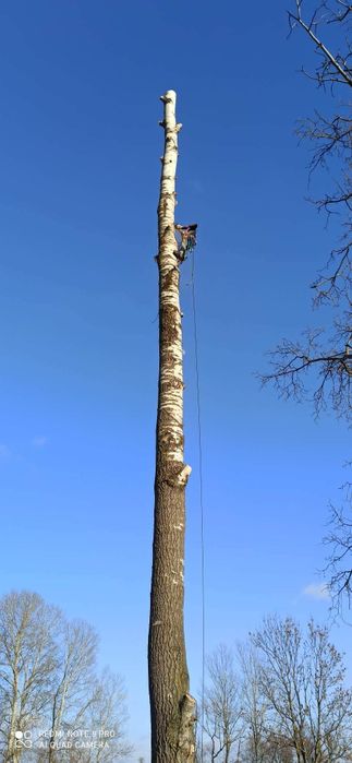 Wycinka drzew, przycinka, prace na wysokości. Frezarka do karp. Rębak.