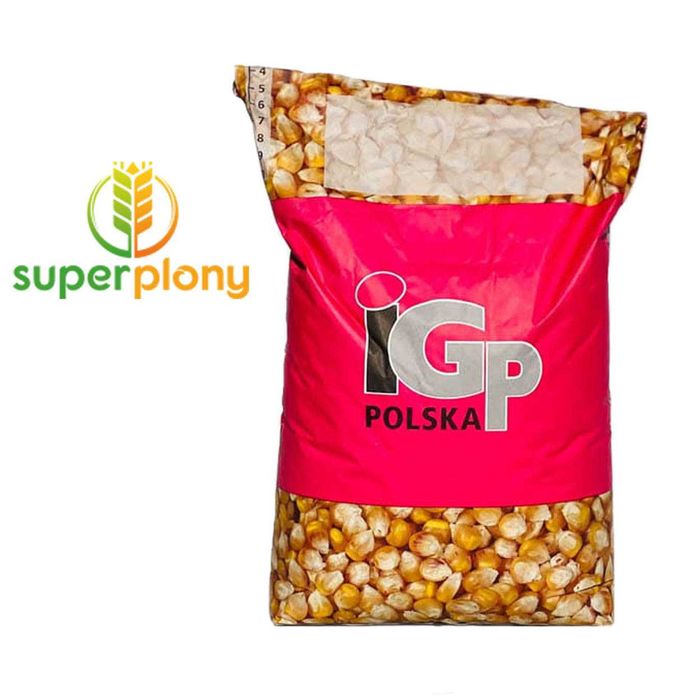 Kukurydza IGP Codizouk C1 50tys dostawa gratis lub odbiór osobisty