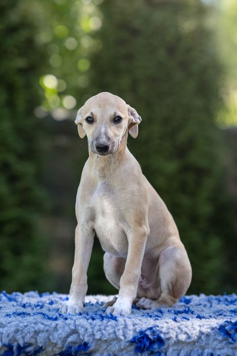 Whippet - chart angielski