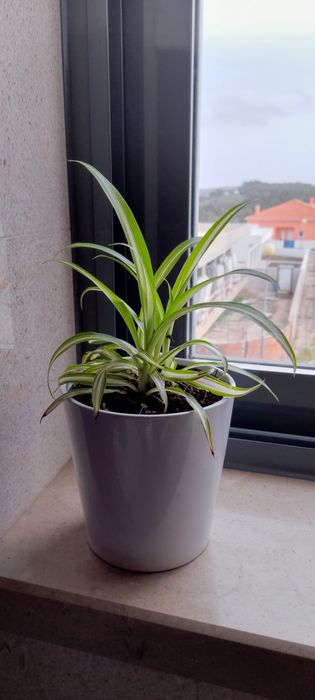 Planta aranha (ou  clorofito) (ou gravatinha)