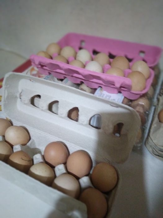 Vendo ovos caseiros
