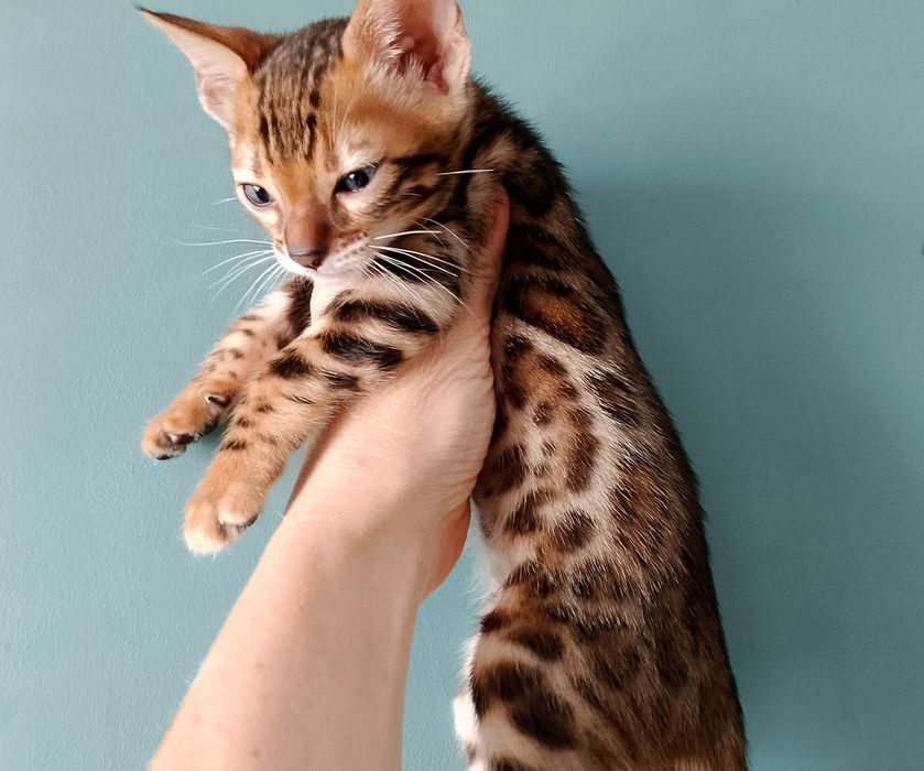 Бенгалькі кошенята бенгали