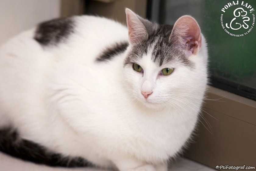 Uroczy Diego poleca się do adopcji!
