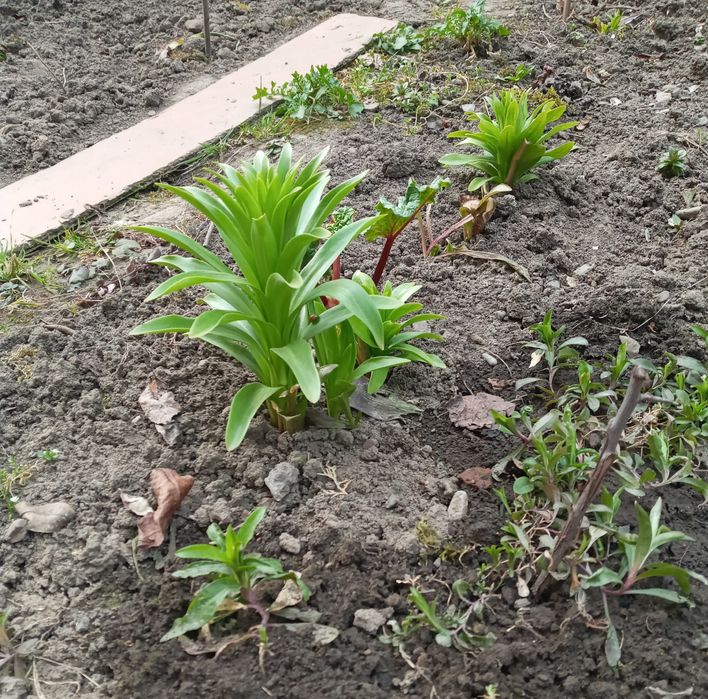 Продам кімнатні рослини.